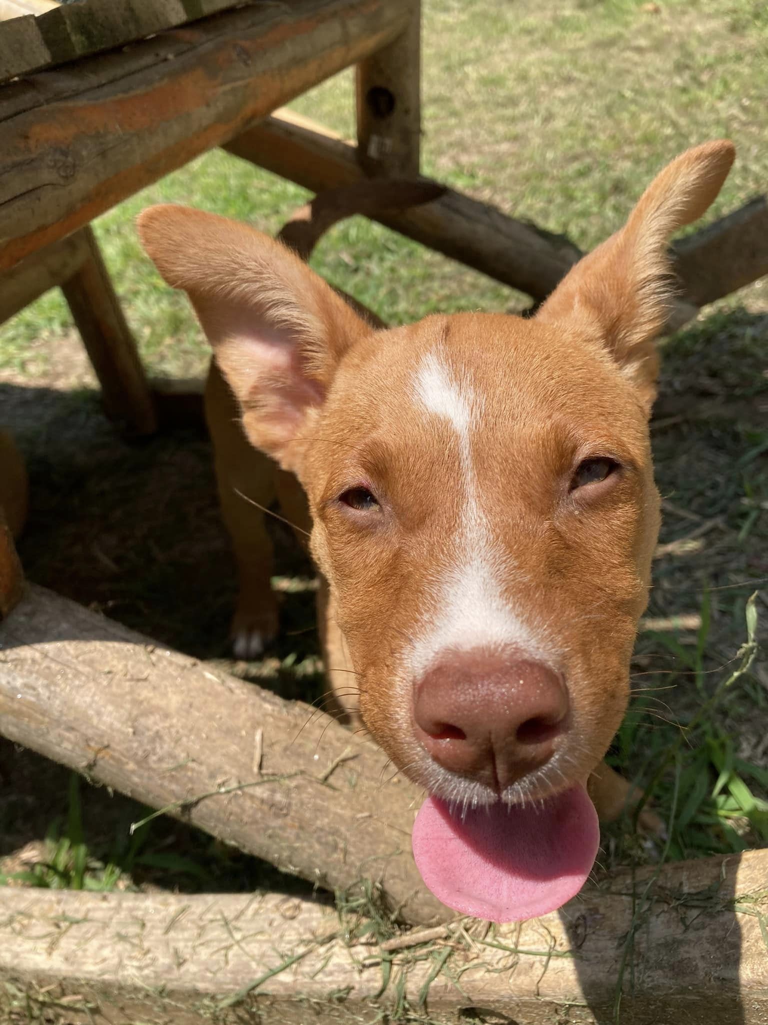 Enlarge Chevelle, a Adopted mixed breed in Floyd, VA image 4/5