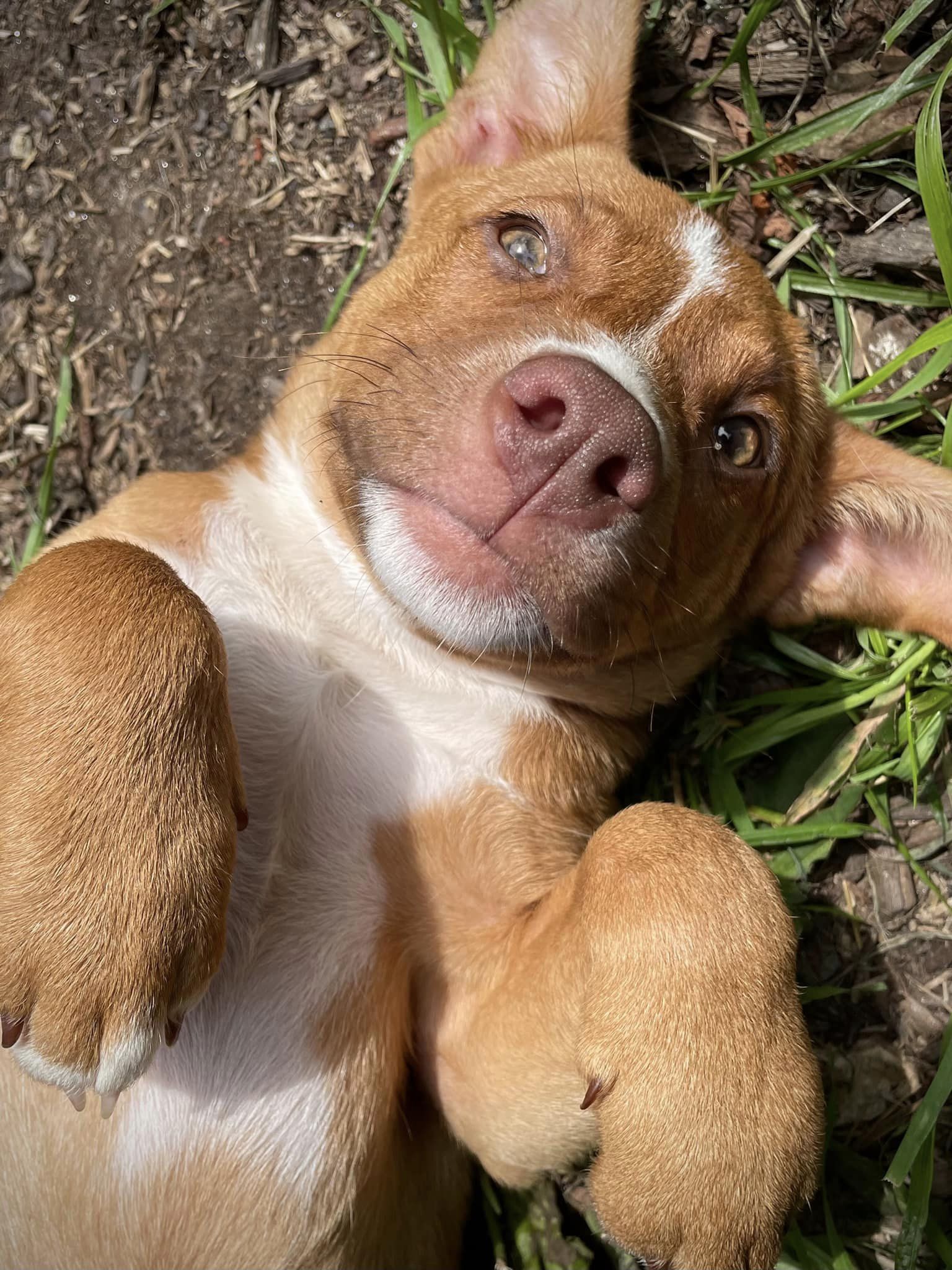 Enlarge Chevelle, a Adopted mixed breed in Floyd, VA image 2/5
