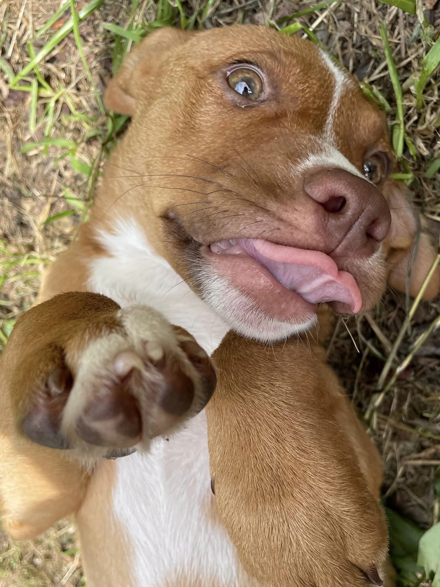 Enlarge Chevelle, a Adopted mixed breed in Floyd, VA image 5/5