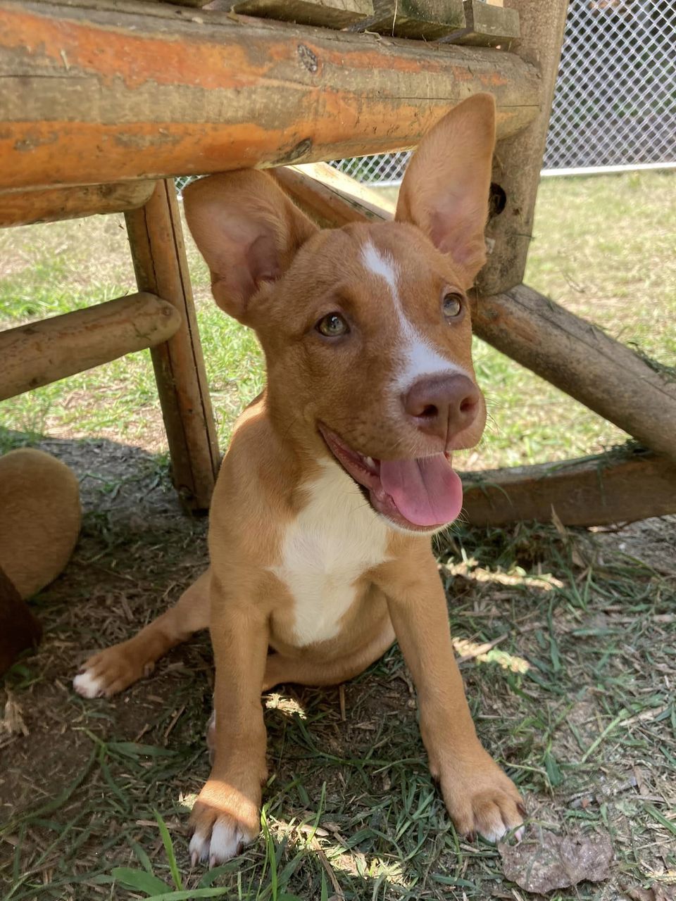 Enlarge Chevelle, a Adopted mixed breed in Floyd, VA image 1/5