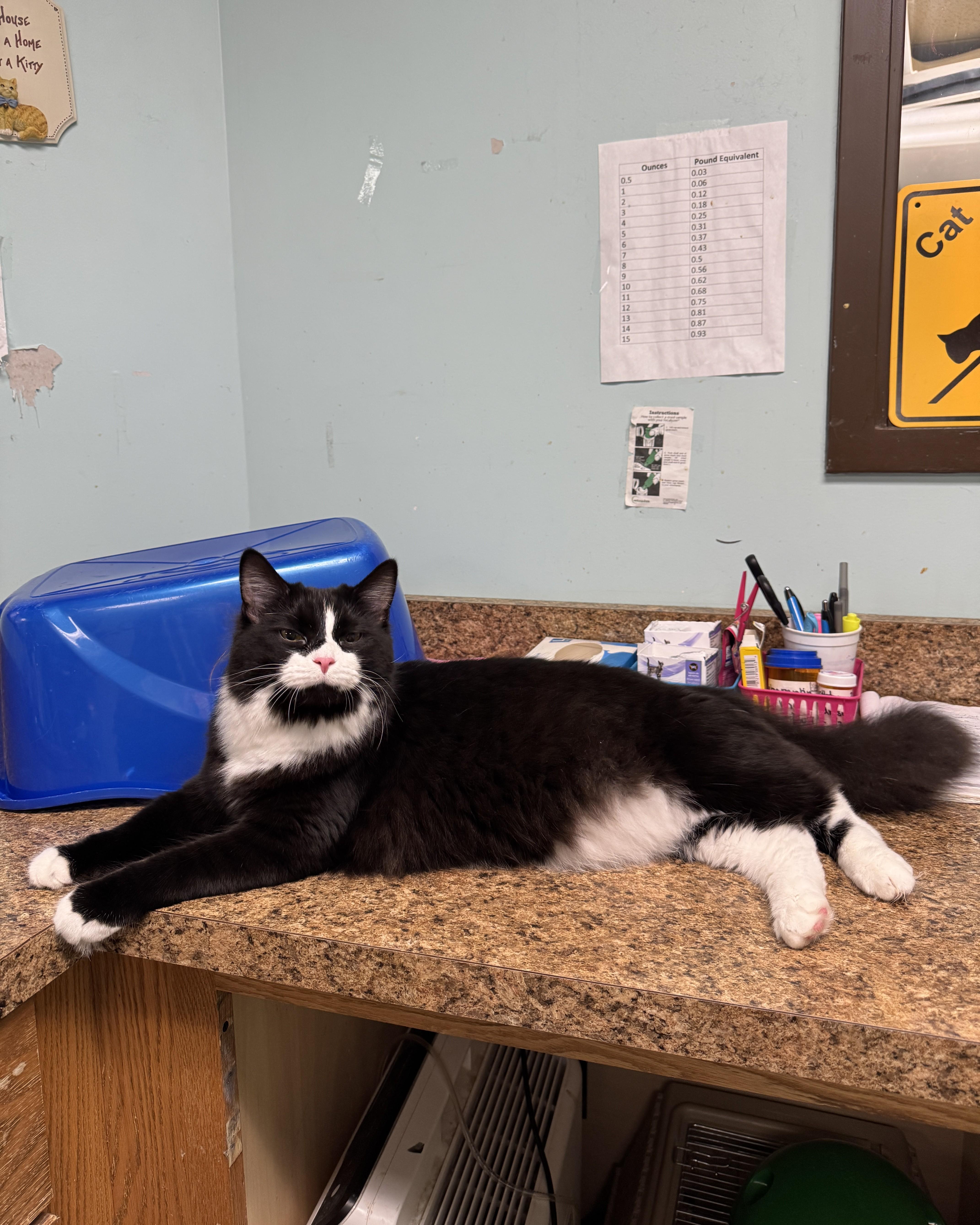 Otis, an adopted Domestic Medium Hair in Seneca, PA image 5/6