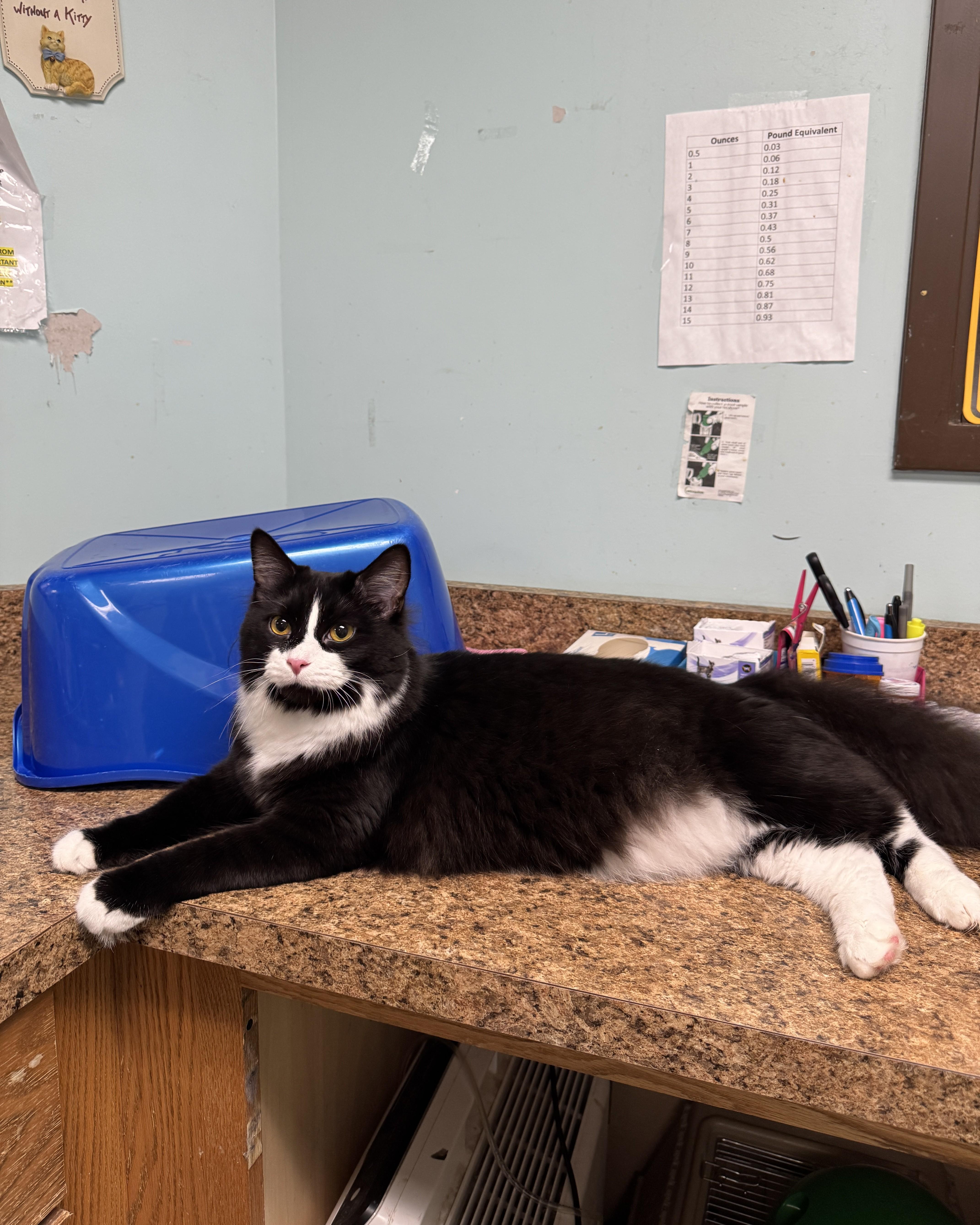 Otis, an adopted Domestic Medium Hair in Seneca, PA image 2/6