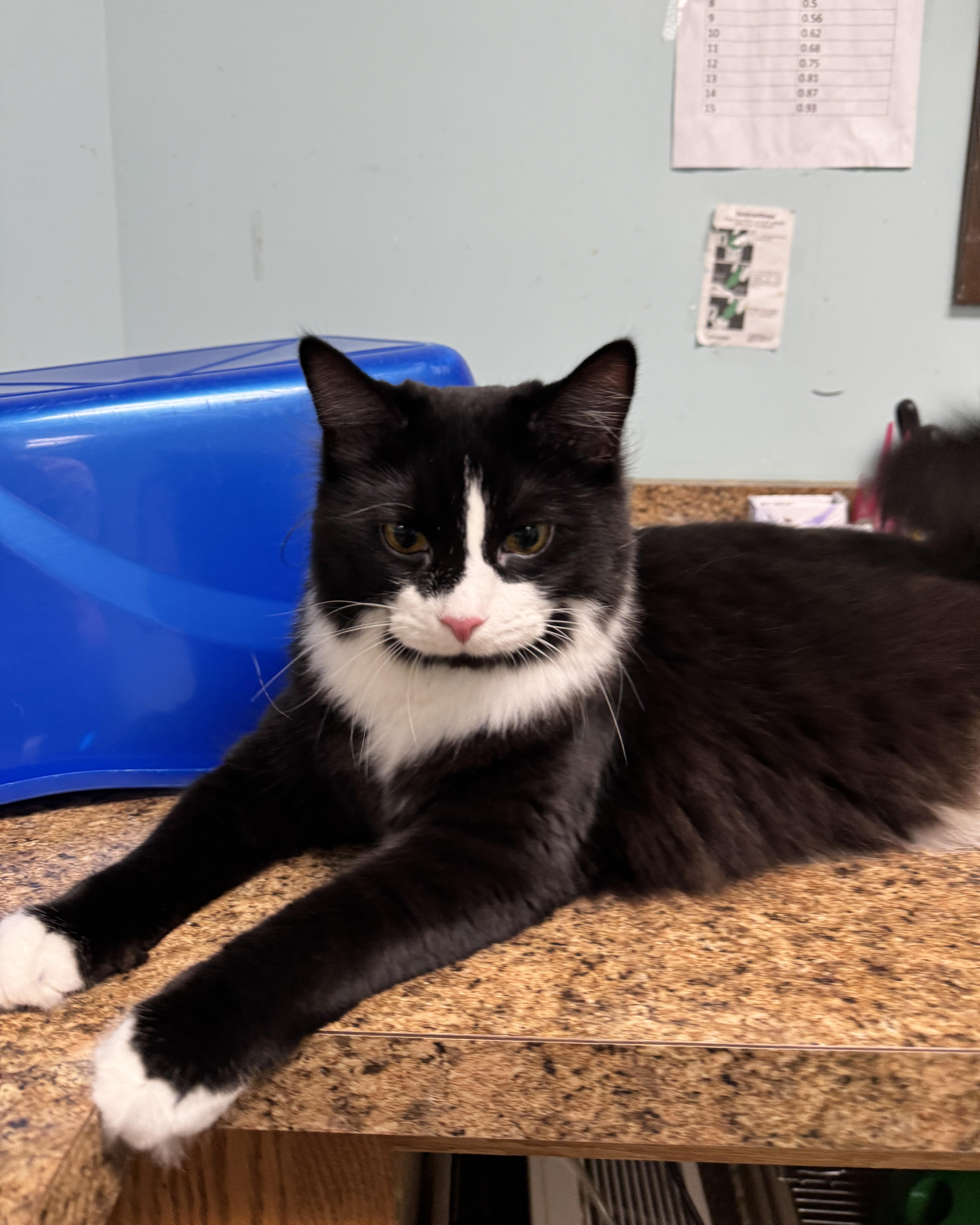 Otis, adopted, Young Male Domestic Medium Hair.