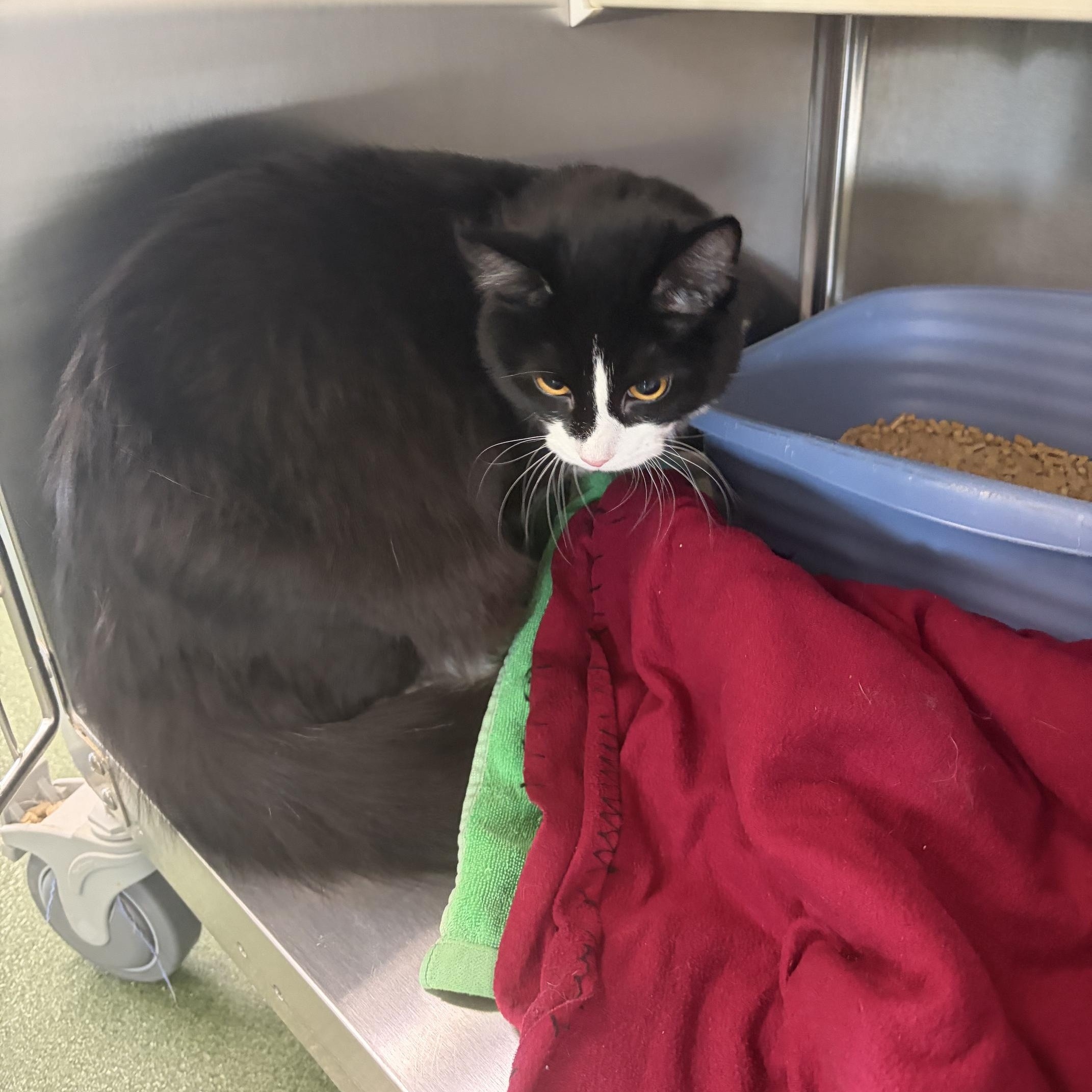 Otis, an adopted Domestic Medium Hair in Seneca, PA image 4/6