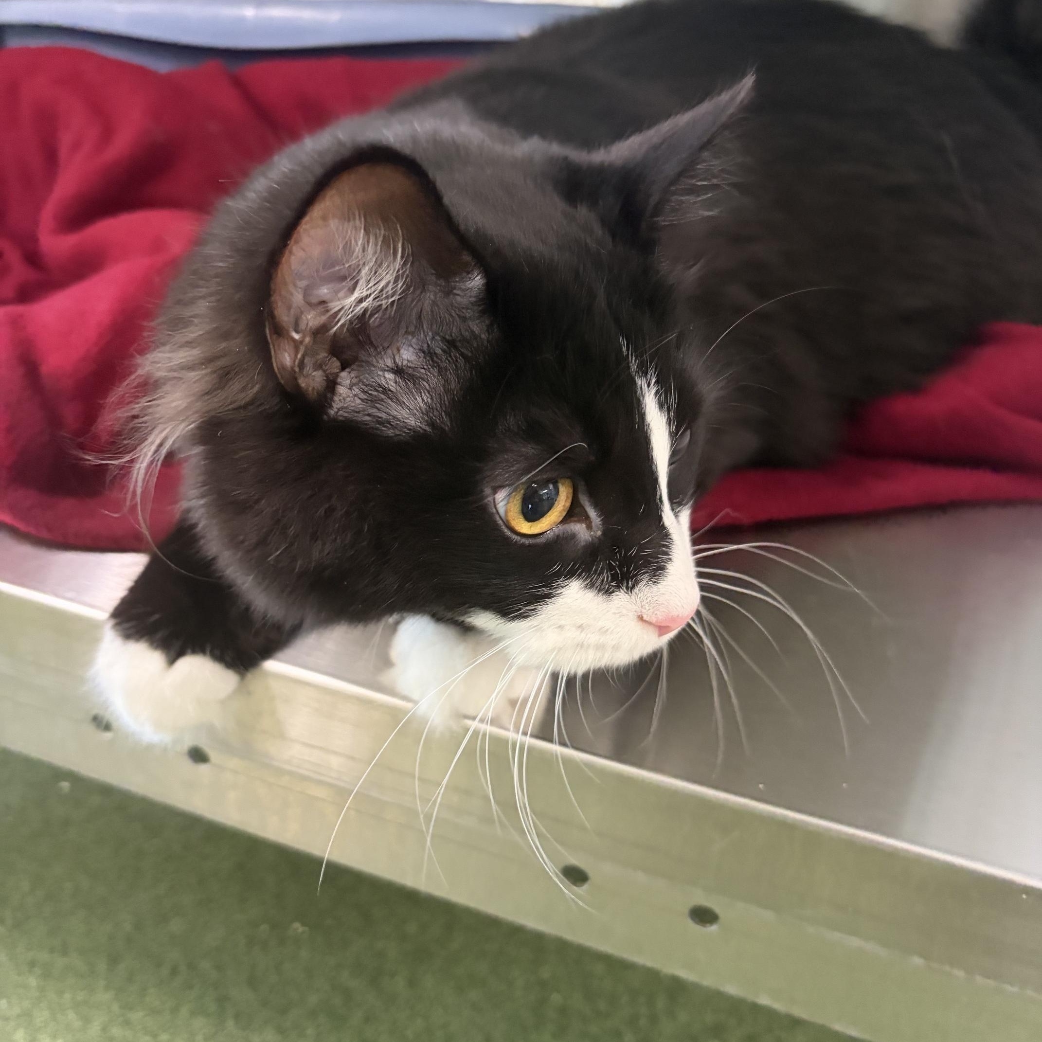 Otis, an adopted Domestic Medium Hair in Seneca, PA image 3/6