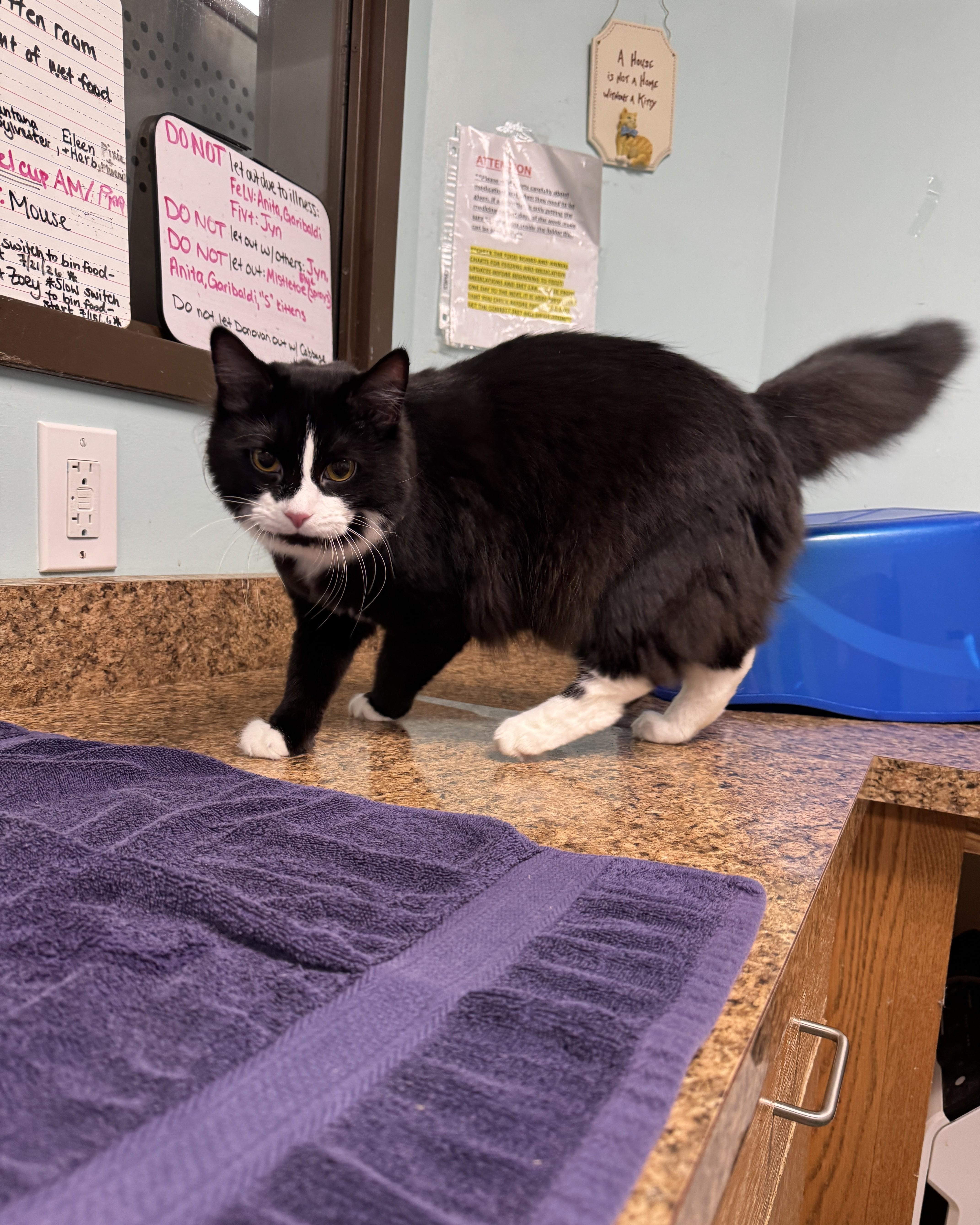 Otis, an adopted Domestic Medium Hair in Seneca, PA image 6/6