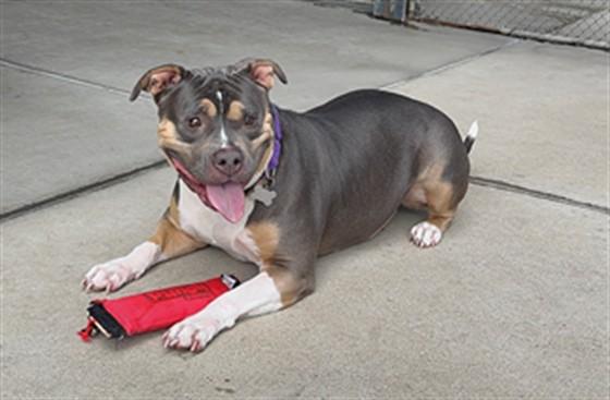 Enlarge FLURRY, a Adoptable American Staffordshire Terrier in Denver, CO image 1/1