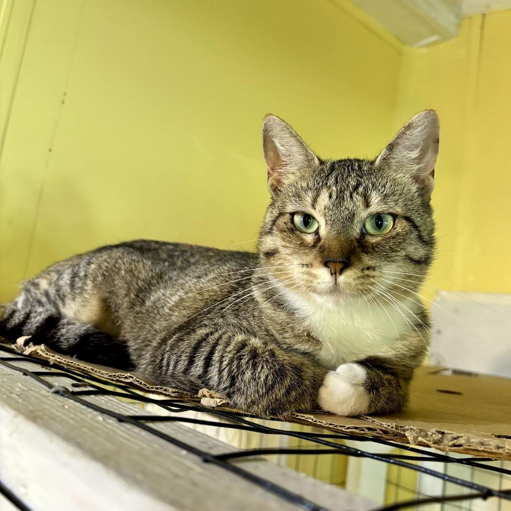 Phobas, Adoptable, Young Female Domestic Short Hair.