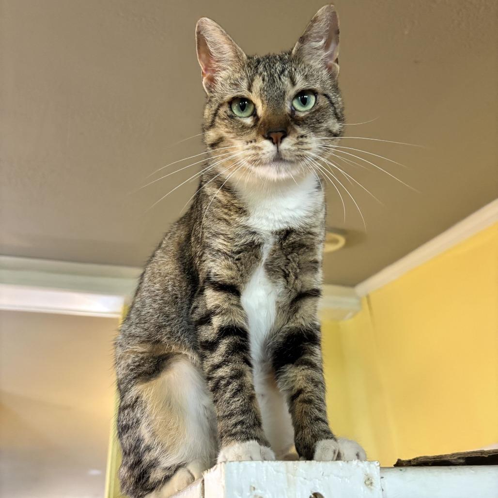 Phobas, a Adoptable Domestic Short Hair in Carencro, LA image 2/6