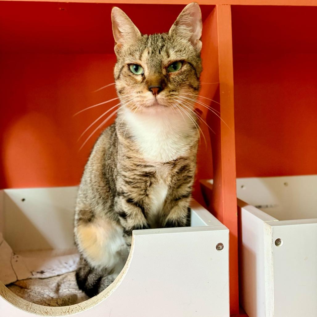 Phobas, a Adoptable Domestic Short Hair in Carencro, LA image 3/6
