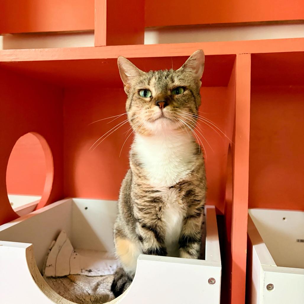 Phobas, a Adoptable Domestic Short Hair in Carencro, LA image 4/6