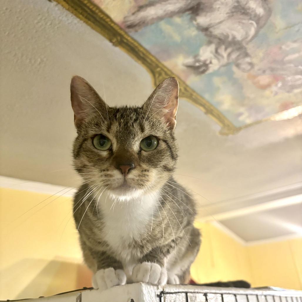 Phobas, a Adoptable Domestic Short Hair in Carencro, LA image 5/6