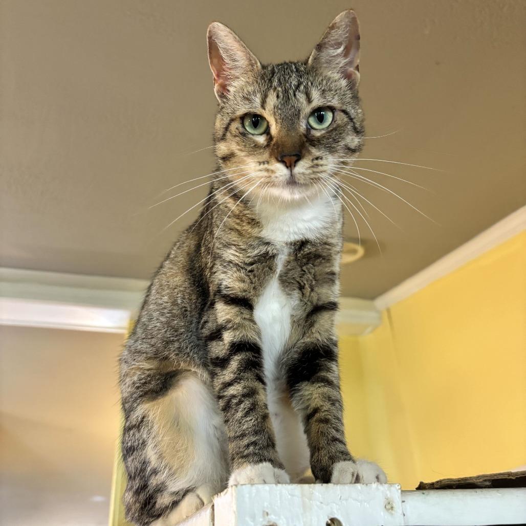 Phobas, a Adoptable Domestic Short Hair in Carencro, LA image 6/6