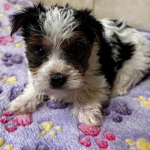 Enlarge Milo, a Adoptable Yorkshire Terrier in Bartonsville, PA image 4/4