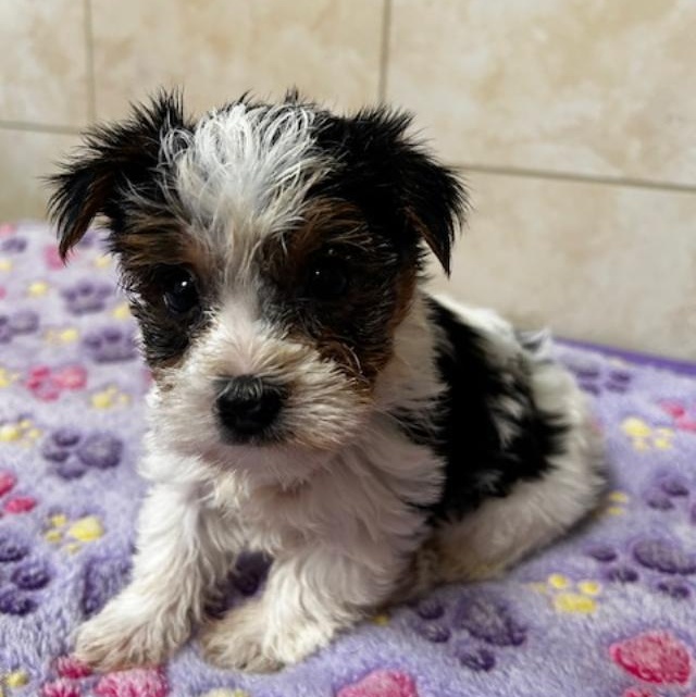 Milo, Adoptable, Puppy Male Yorkshire Terrier.