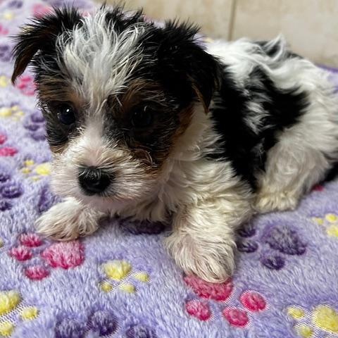 Enlarge Milo, a Adoptable Yorkshire Terrier in Bartonsville, PA image 3/4