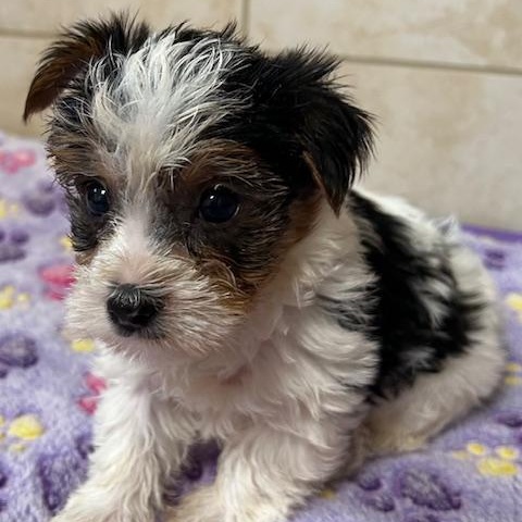 Enlarge Milo, a Adoptable Yorkshire Terrier in Bartonsville, PA image 2/4