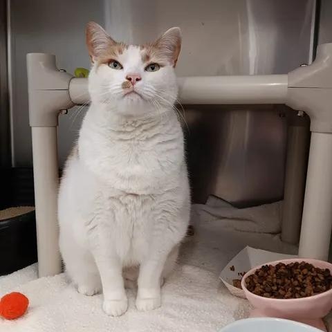 Canteloupe , ADOPTABLE, Adult Male Domestic Short Hair.