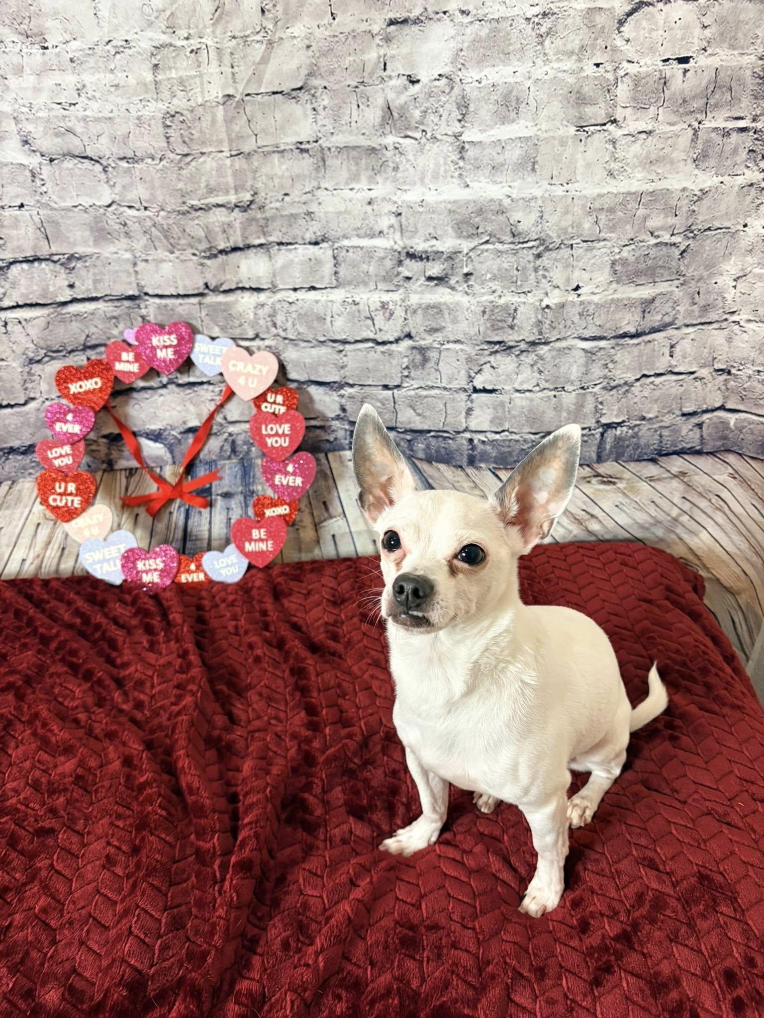 Peewee, an adopted Chihuahua in De Pere, WI image 5/6