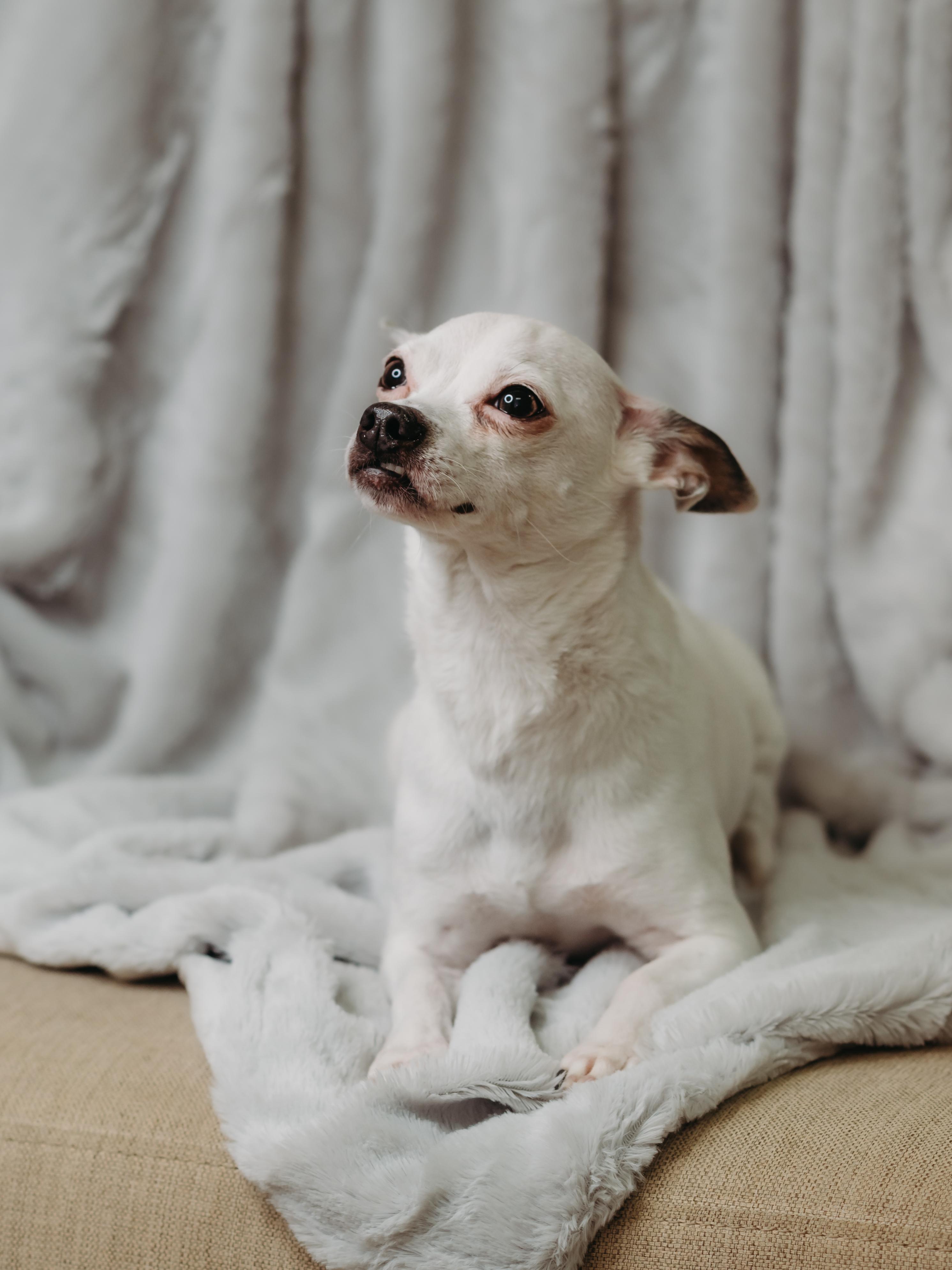 Peewee, an adopted Chihuahua in De Pere, WI image 6/6