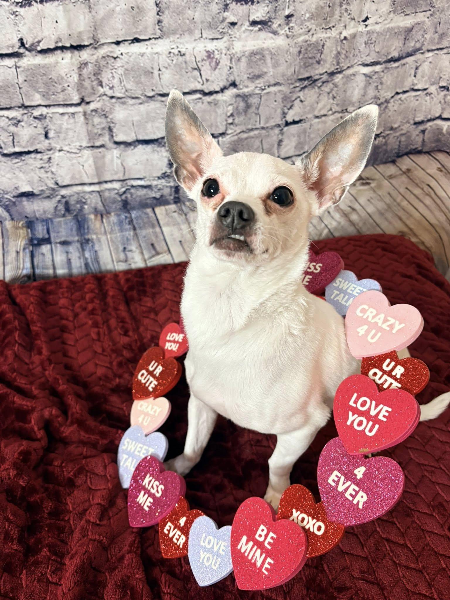 Peewee, an adopted Chihuahua in De Pere, WI image 1/6