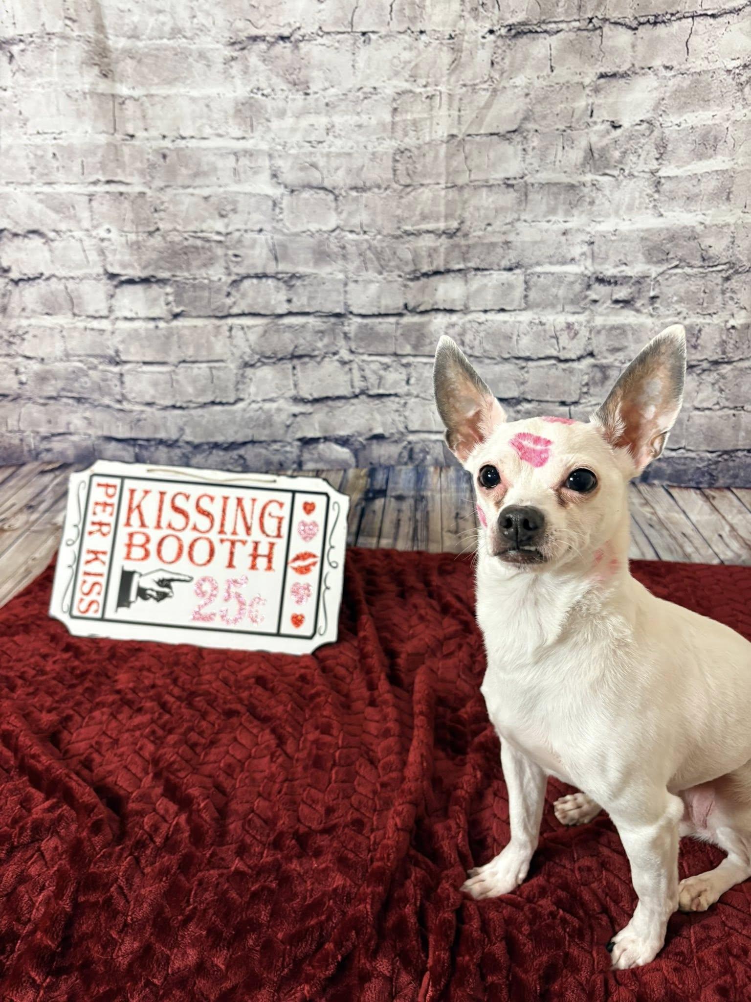 Peewee, an adopted Chihuahua in De Pere, WI image 3/6