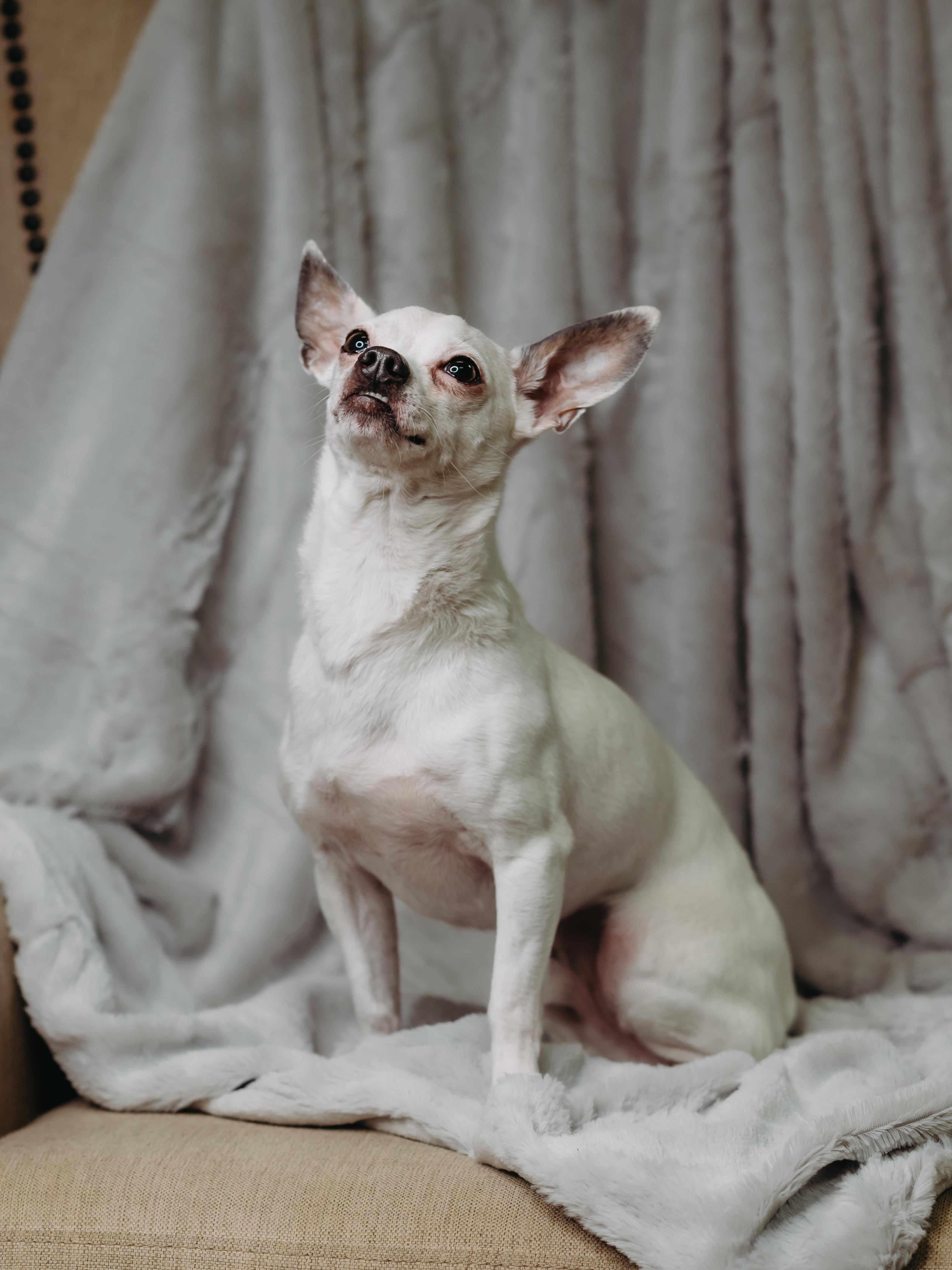 Peewee, an adopted Chihuahua in De Pere, WI image 2/6
