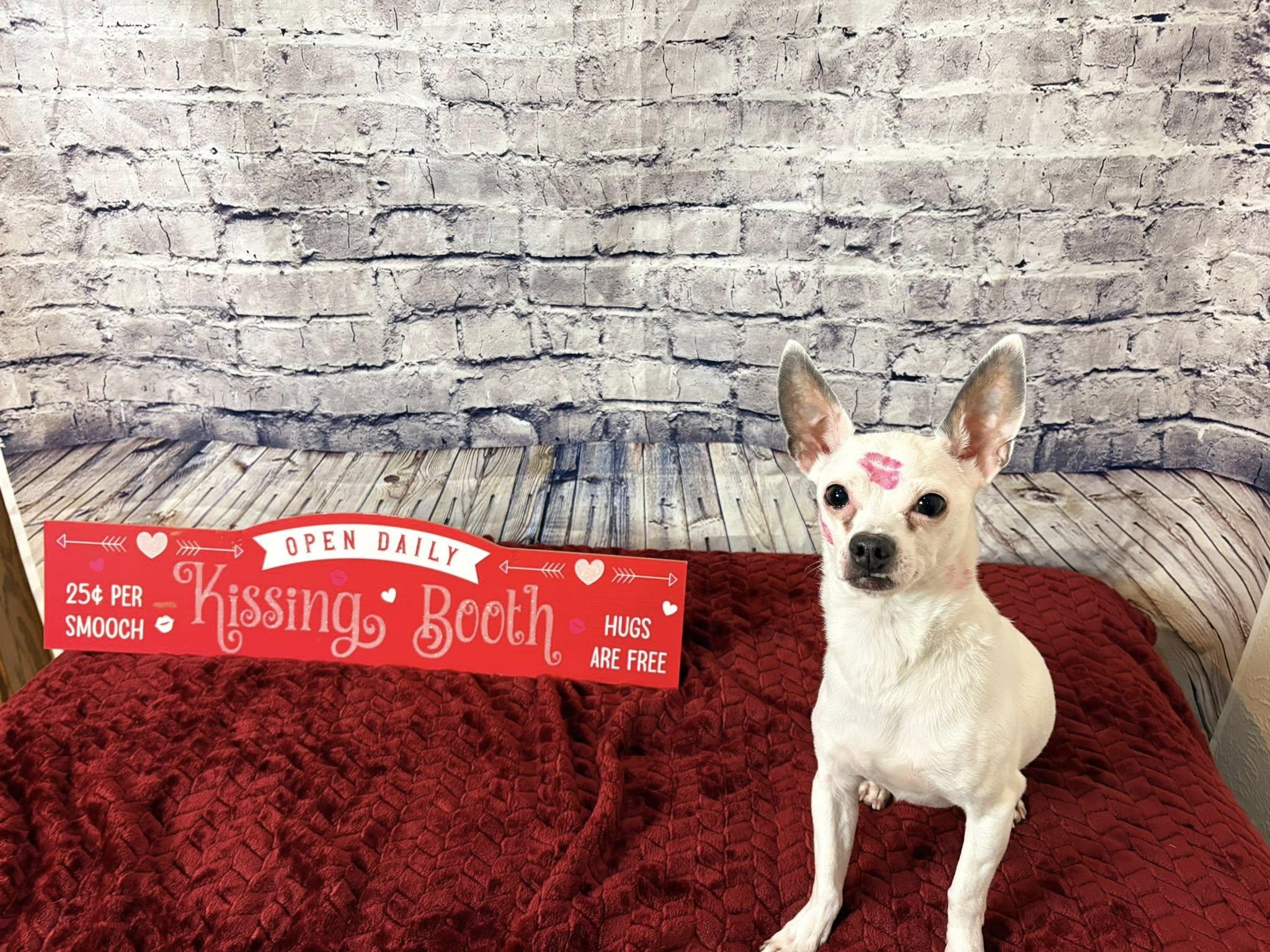 Peewee, an adopted Chihuahua in De Pere, WI image 4/6