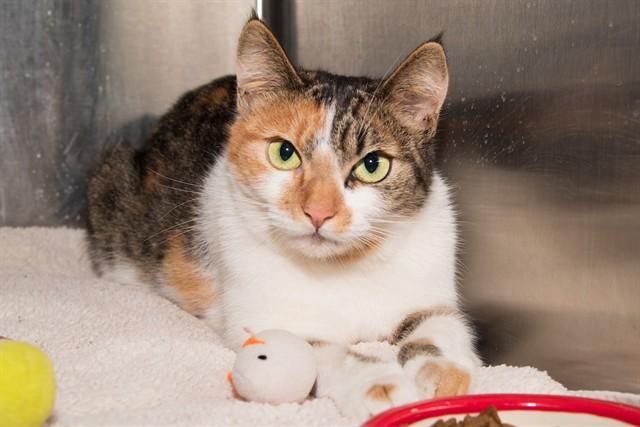 Enlarge LUCY, a Adoptable Domestic Short Hair in Santa Monica, CA image 1/1