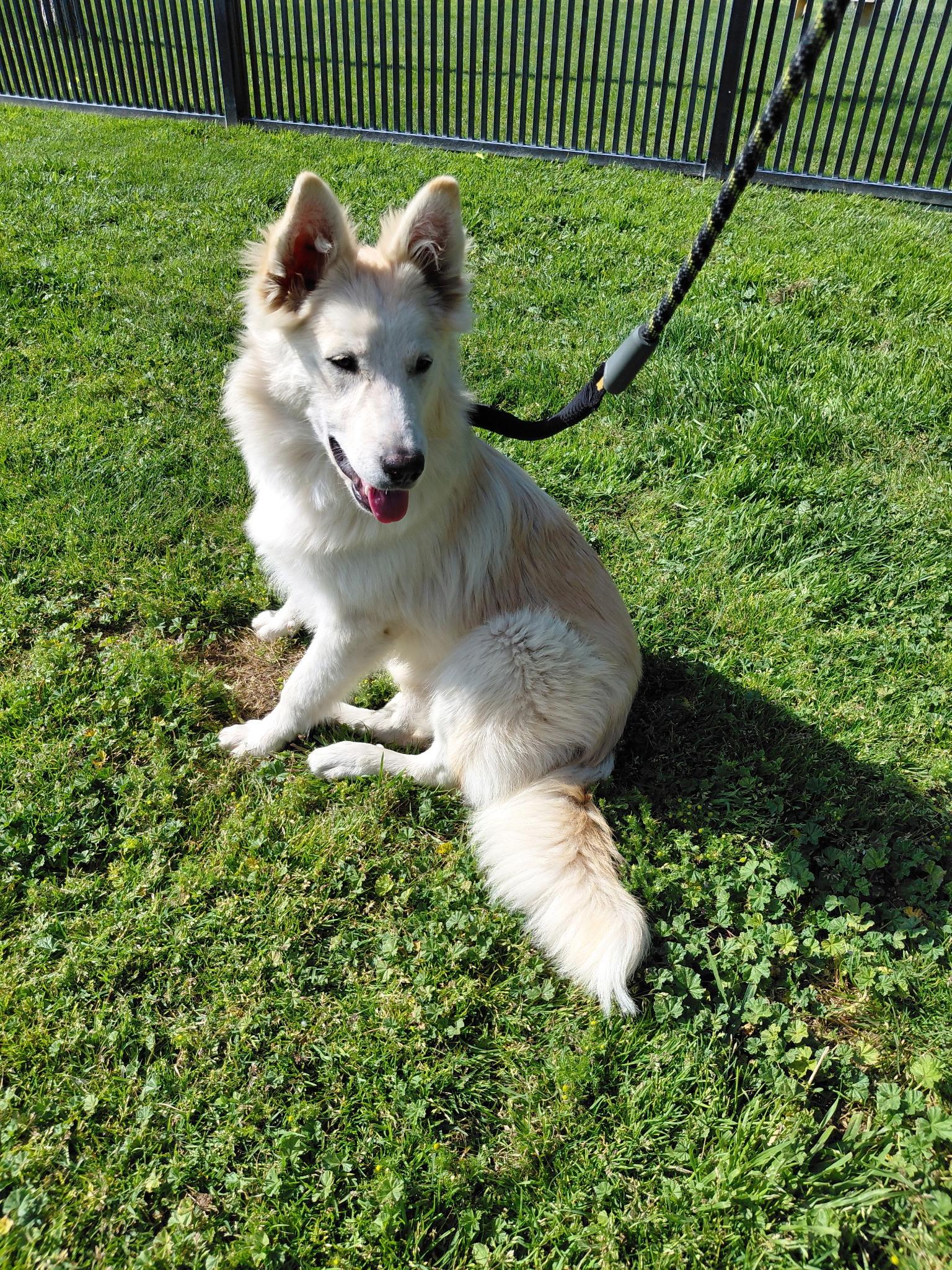 Belle, a ADOPTABLE mixed breed in Oakland, CA image 3/3