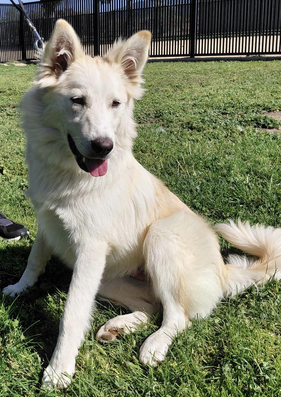 Belle, a ADOPTABLE mixed breed in Oakland, CA image 1/3