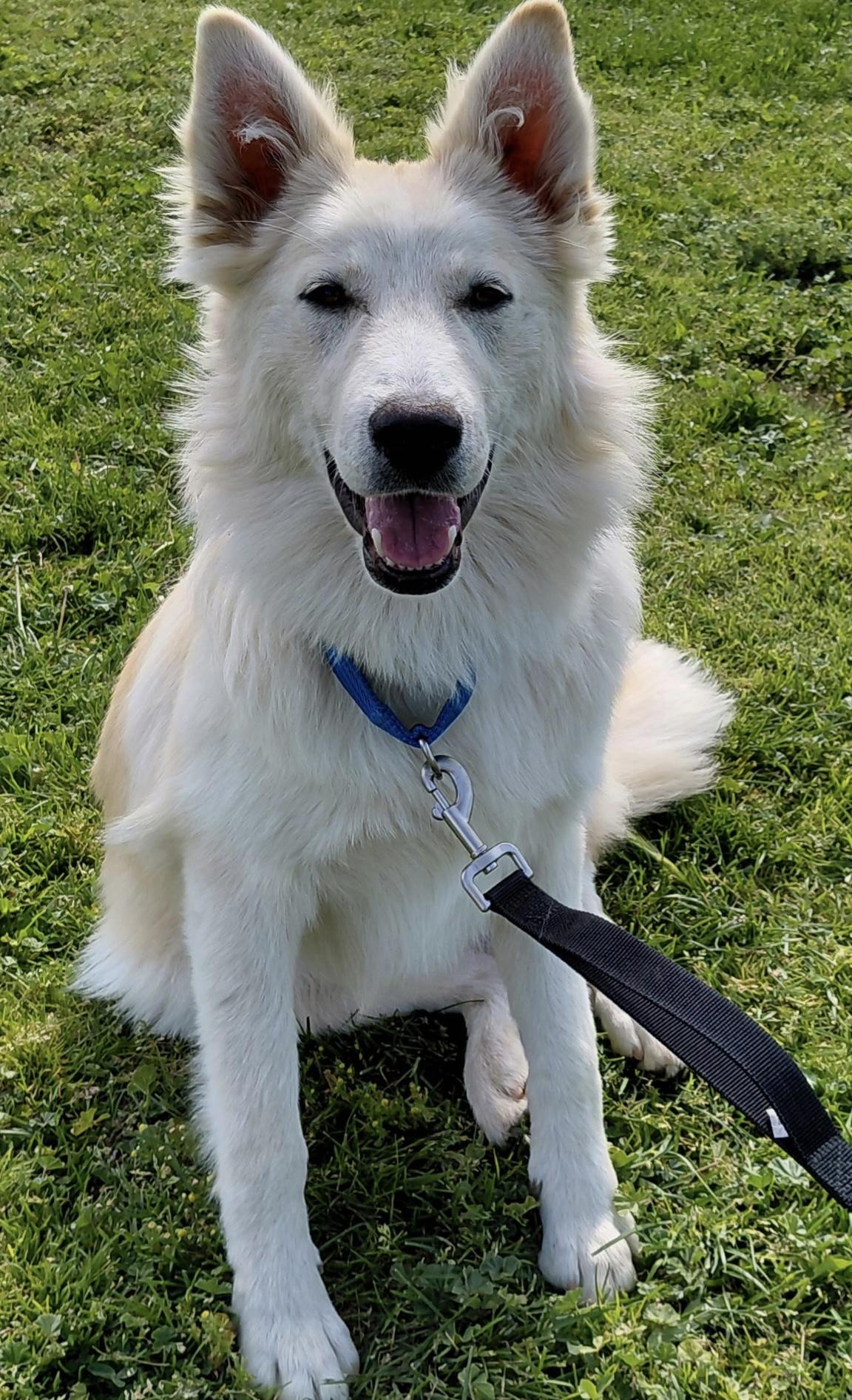 Belle, a ADOPTABLE mixed breed in Oakland, CA image 2/3