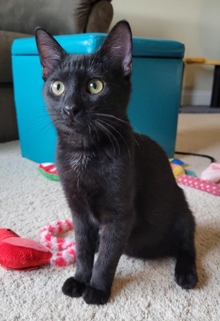 Miko, a Adoptable mixed breed in Raleigh, NC image 1/5