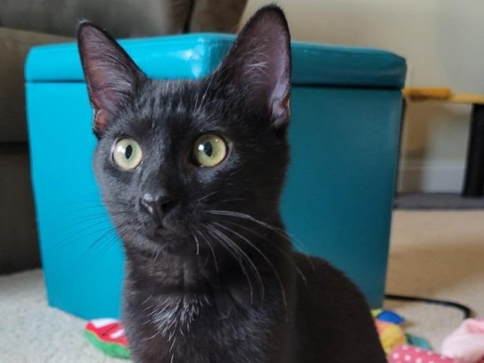 Miko, a Adoptable mixed breed in Raleigh, NC image 2/5