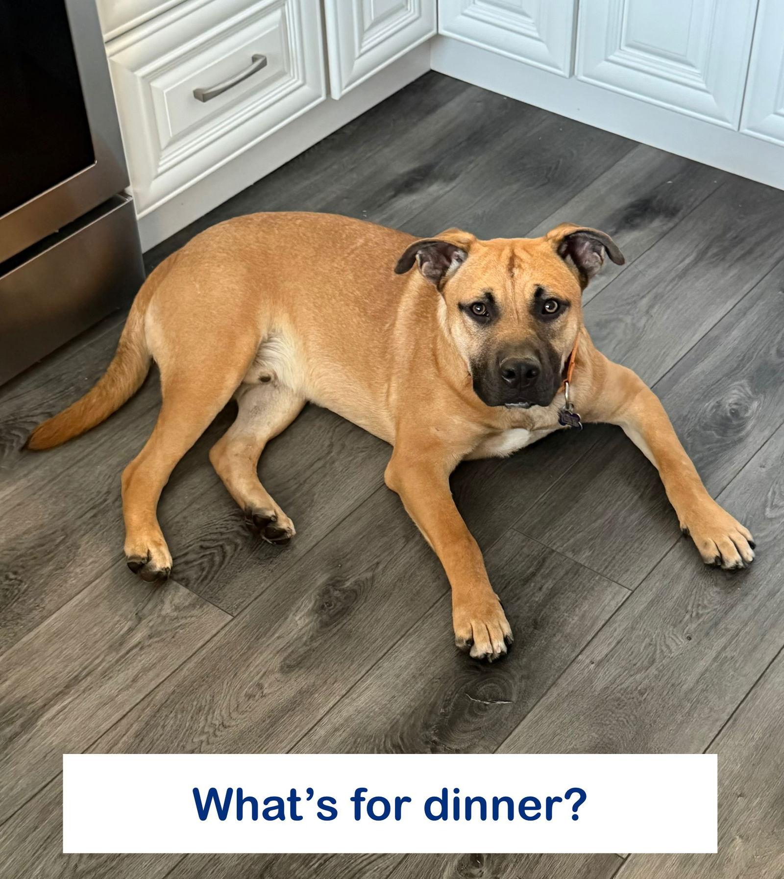 Weston, Adoptable, Adult Male Boxer.