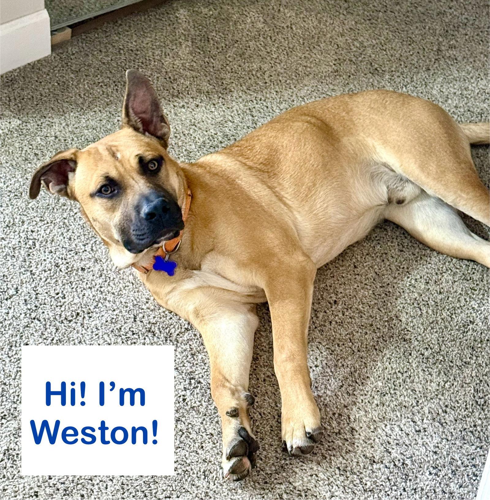 Enlarge Weston, a Adoptable Boxer in St. Louis, MO image 3/3