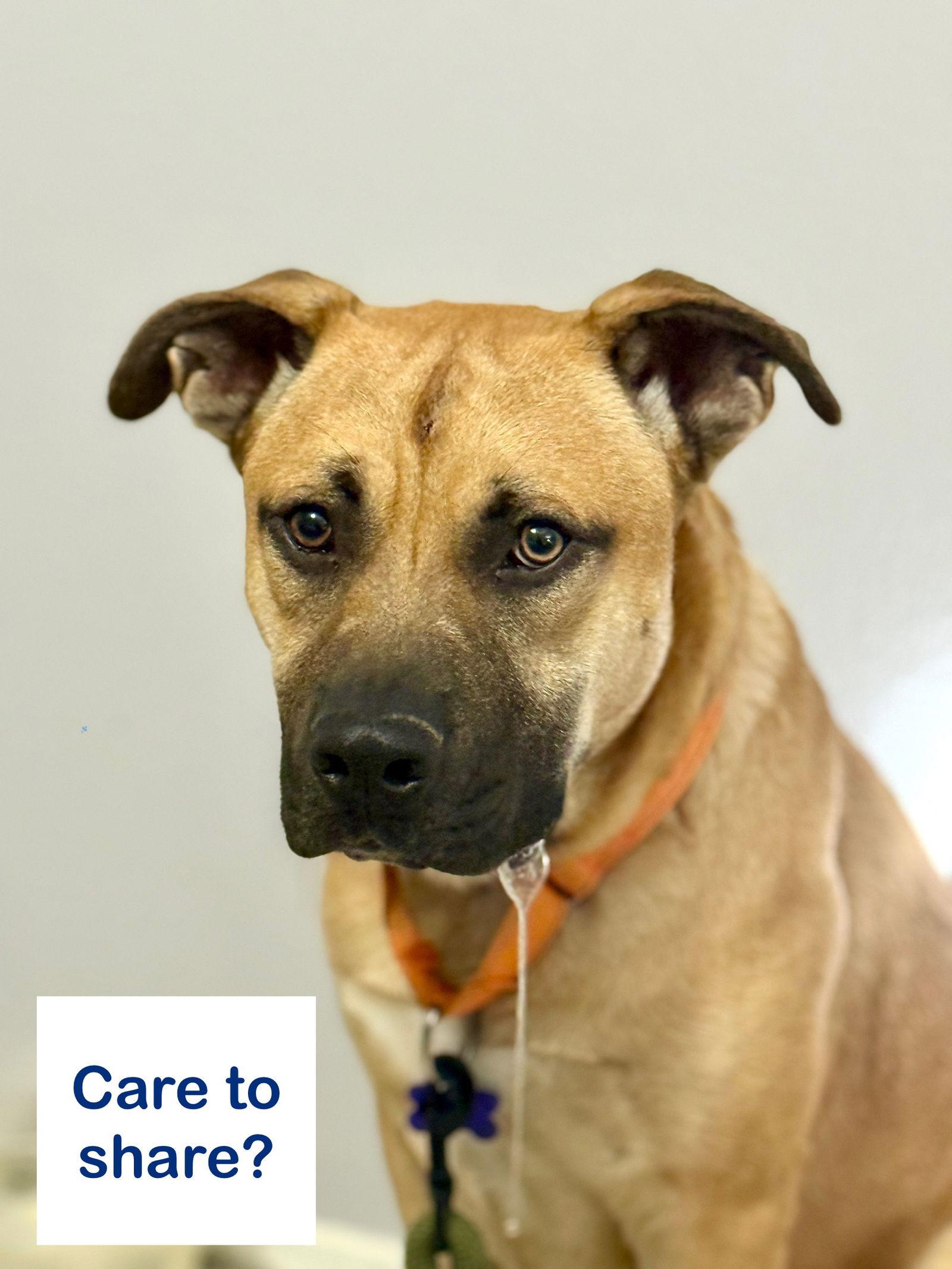 Enlarge Weston, a Adoptable Boxer in St. Louis, MO image 3/3