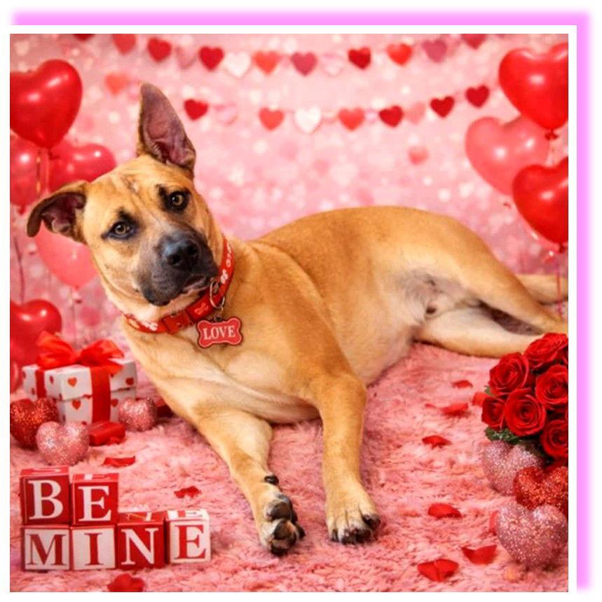 Enlarge Weston, a Adoptable Boxer in St. Louis, MO image 3/3