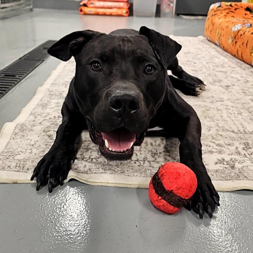 Batman, Adoptable, Adult Male Mixed Breed.