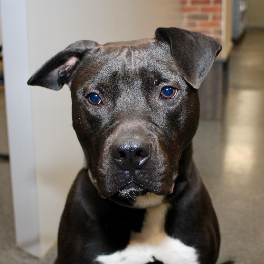 Enlarge Batman, a Adoptable Mixed Breed in Allentown, PA image 2/3