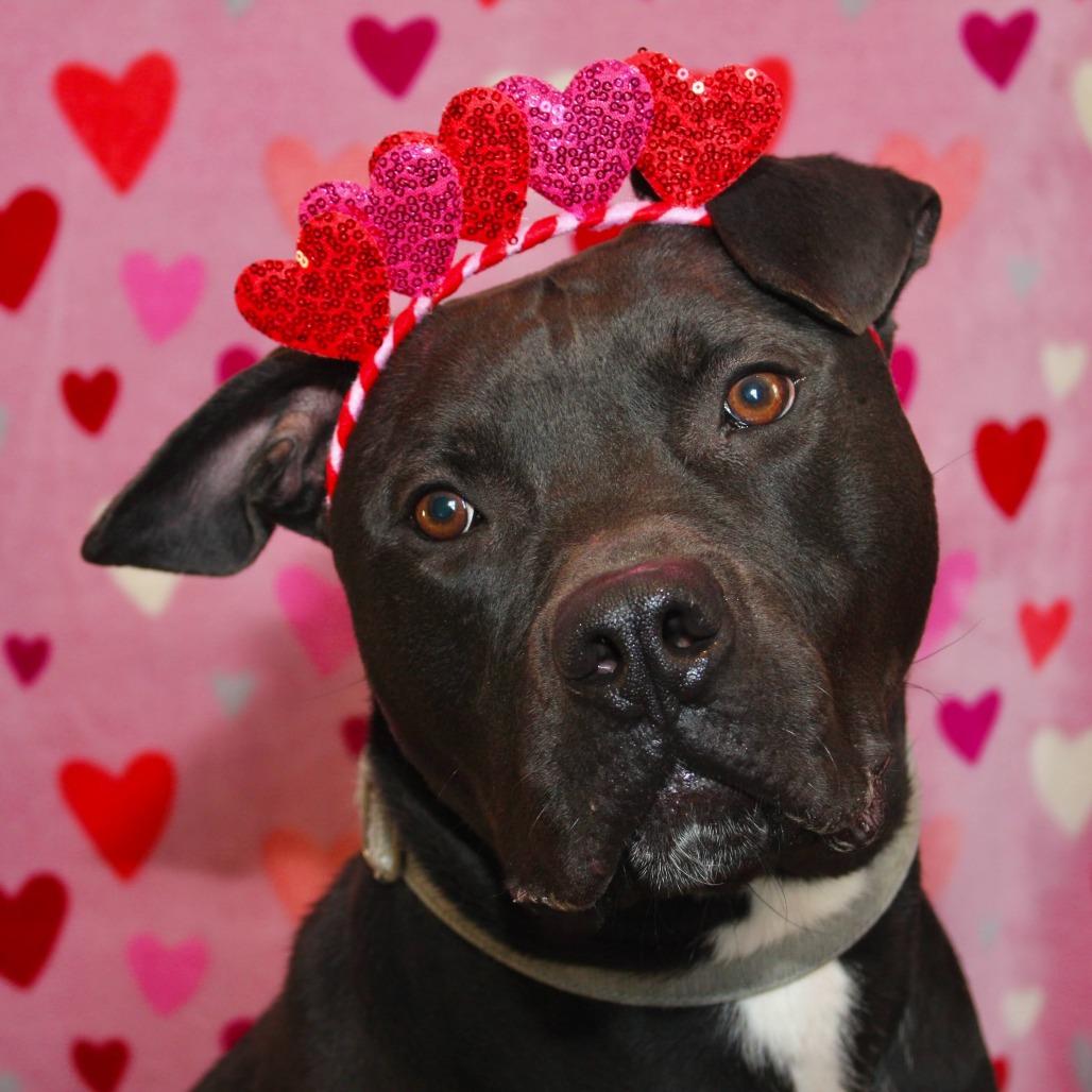 Batman, a Adoptable Mixed Breed in Allentown, PA image 3/4