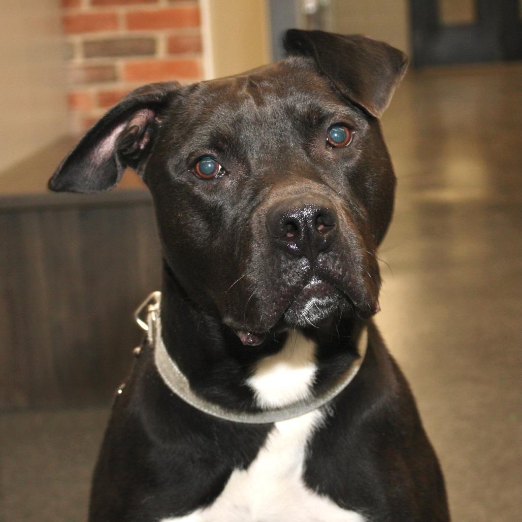 Enlarge Batman, a Adoptable Mixed Breed in Allentown, PA image 3/3