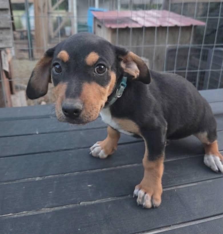 Enlarge Arches, a Adoptable mixed breed in McHenry, IL image 1/2