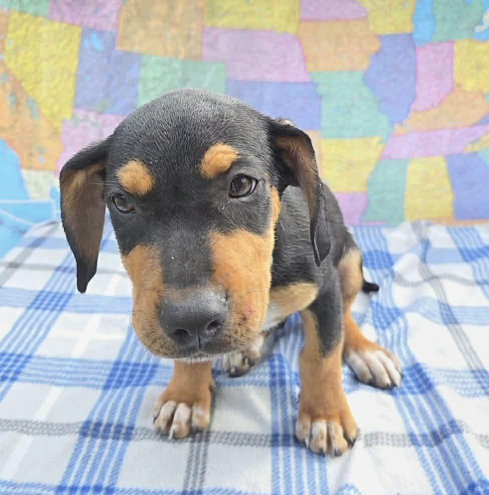 Arches, Adoptable, Puppy Male Labrador Retriever & Australian Shepherd.