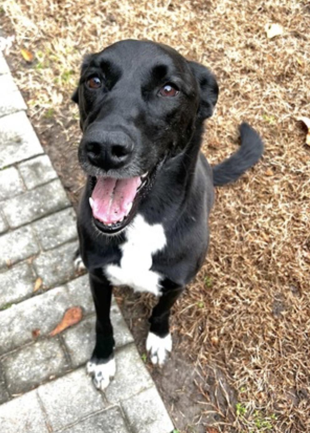 Bella, an adoptable Saluki, Labrador Retriever in Portsmouth, VA, 23704 | Photo Image 2