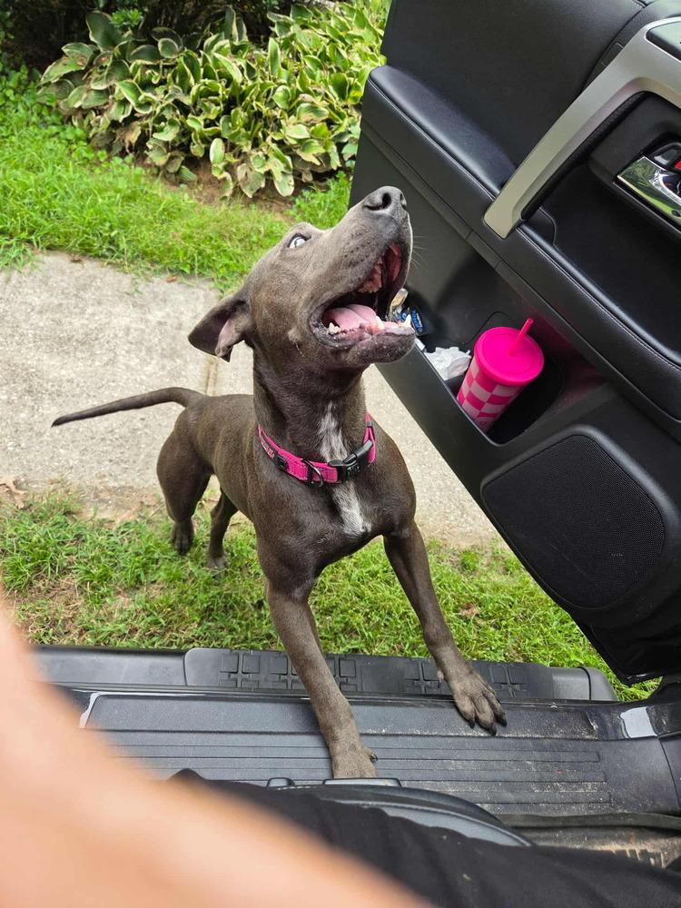 Enlarge Jess, a Adoptable mixed breed in Gillsville, GA image 1/6