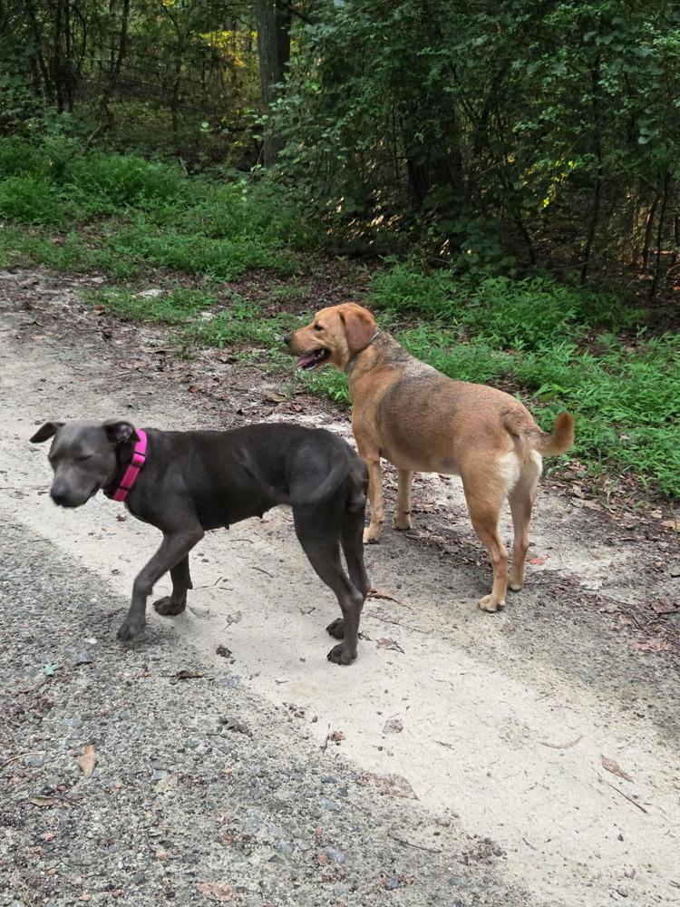 Enlarge Jess, a Adoptable mixed breed in Gillsville, GA image 4/6