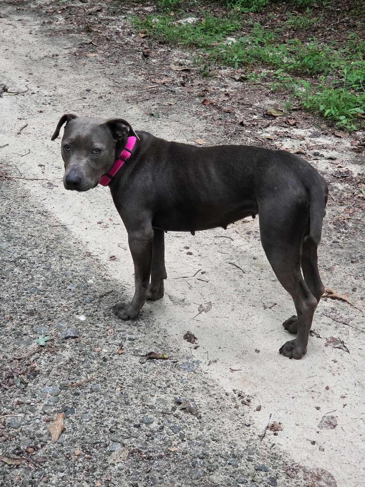 Enlarge Jess, a Adoptable mixed breed in Gillsville, GA image 5/6