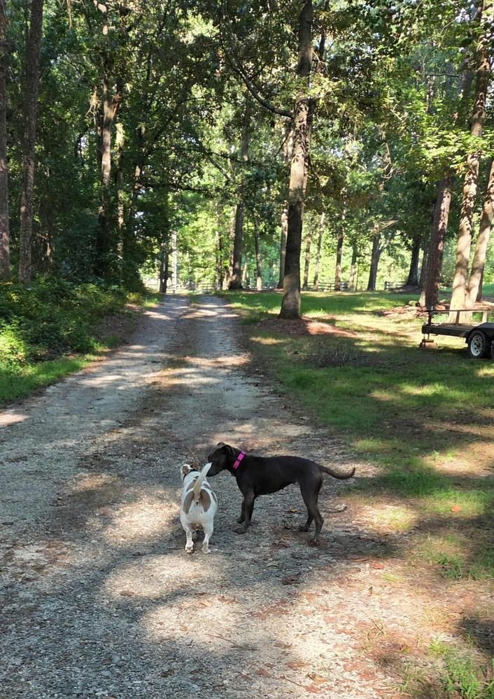 Enlarge Jess, a Adoptable mixed breed in Gillsville, GA image 6/6