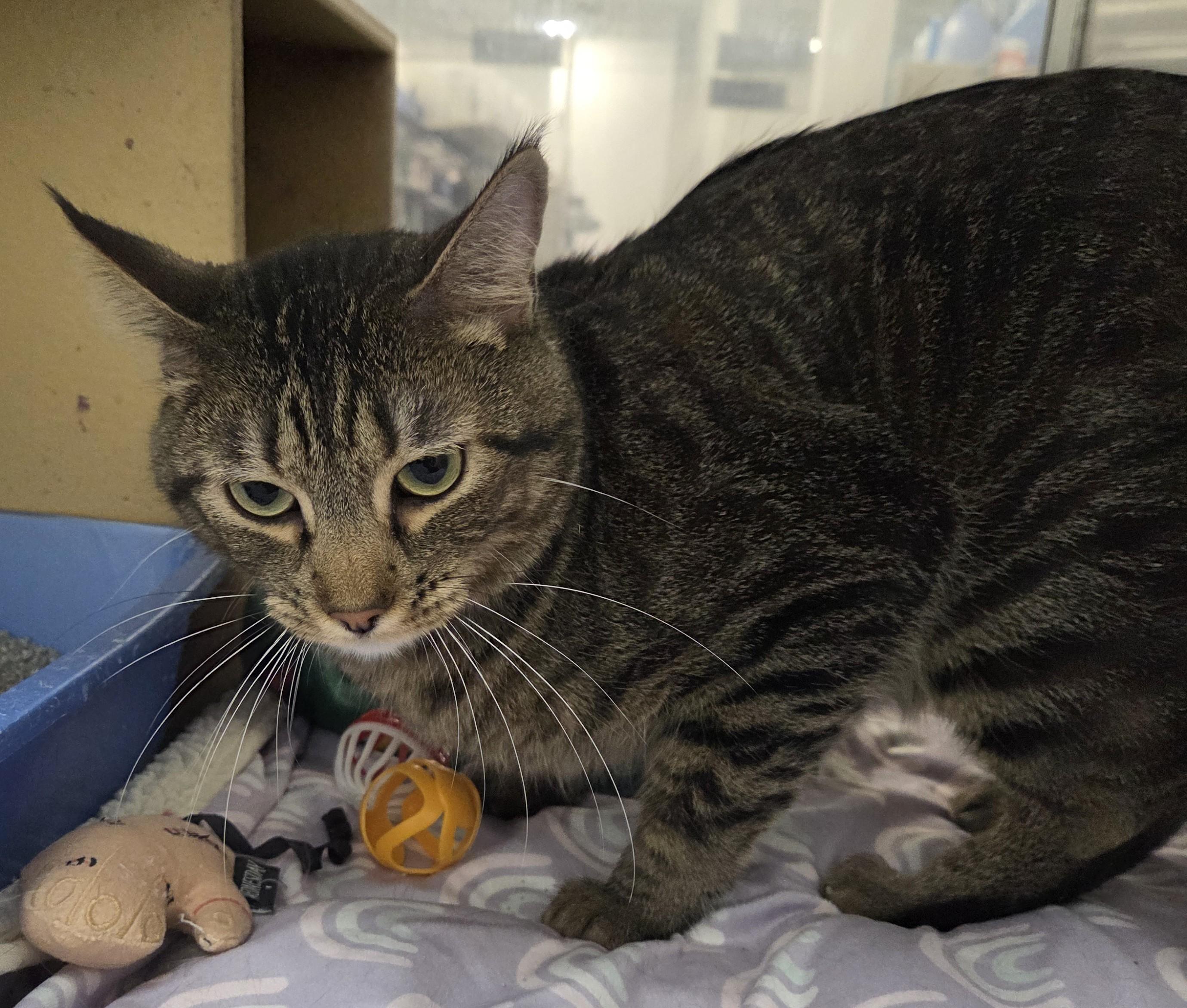 Edgar, a Adoptable Domestic Short Hair in Millville, UT image 2/2